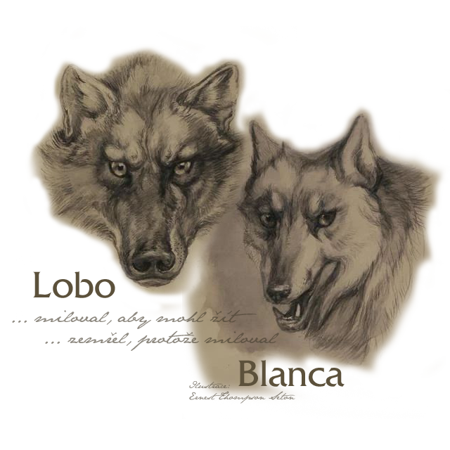 Lobo a Blanca